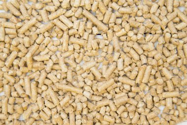 Hayvan bakımı konsepti