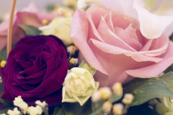 Roses in a close up — Stock Photo, Image