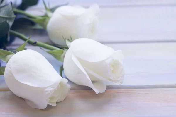 The concept of holidays with white roses — Stock Photo, Image