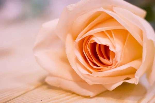 A cream rose in a close up — Stock Photo, Image