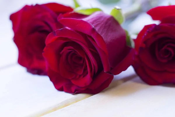 The concept of holidays with red velvet roses — Stock Photo, Image