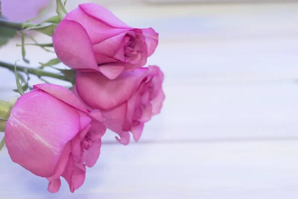 The concept of holidays with pink roses — Stock Photo, Image