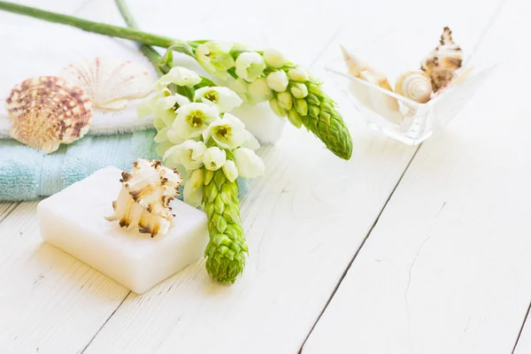 Sea shell spa concept — Stock Photo, Image