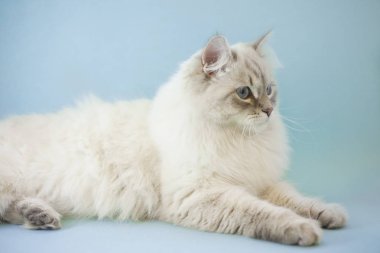 Dişi kedinin üzerine açık mavi renkli