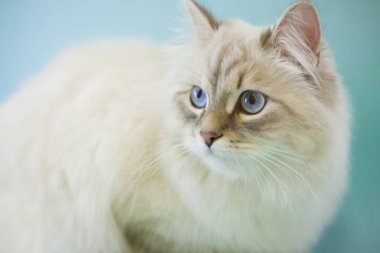 Dişi kedinin üzerine açık mavi renkli