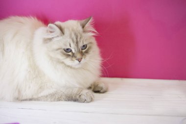 Pembe bir duvara siberian kedi