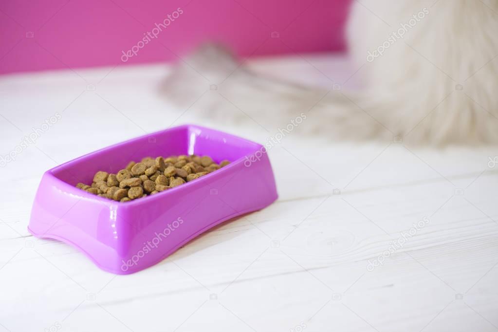 A bowl of cat food