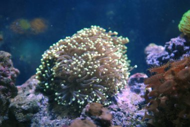 güzel deniz Deniz Akvaryumu