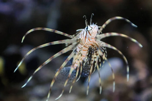 Красивий морський морський акваріум — стокове фото