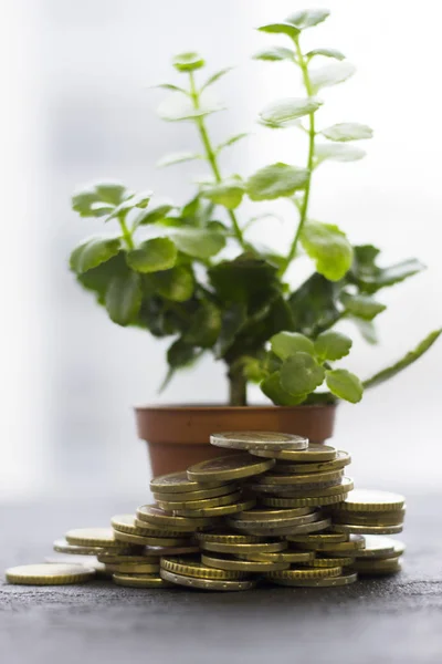 Árbol de dinero con monedas — Foto de Stock