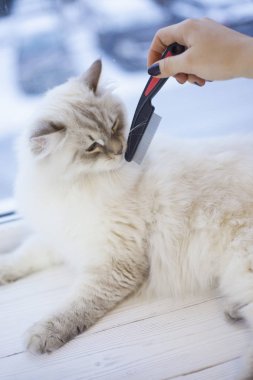 Bir pencere pervazına siberian kedi