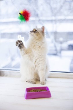 Bir pencere pervazına siberian kedi