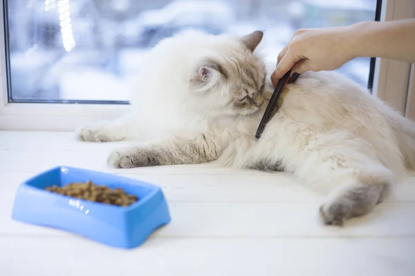 A siberian cat on a window sill