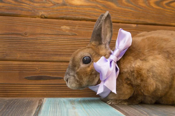 Cute brown rabbit — Zdjęcie stockowe