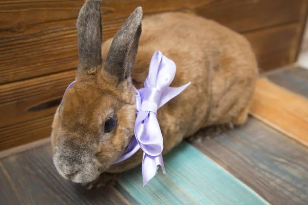 Cute brown rabbit — Zdjęcie stockowe