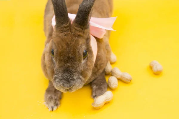 Cute brown rabbit — Zdjęcie stockowe