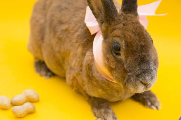 Cute brown rabbit — Zdjęcie stockowe