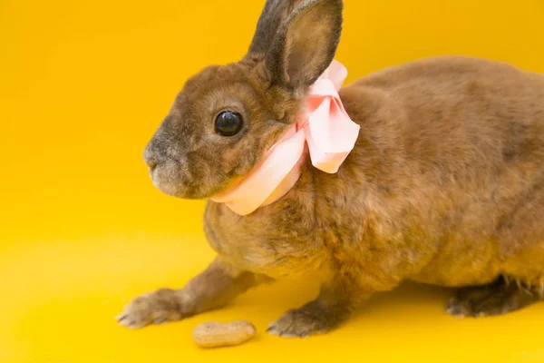 Cute brown rabbit — Zdjęcie stockowe