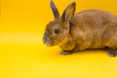 şirin kahverengi tavşan