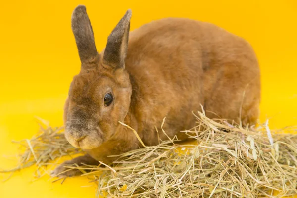 Cute brown rabbit — Zdjęcie stockowe