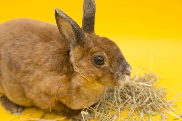 Cute brown rabbit — Zdjęcie stockowe