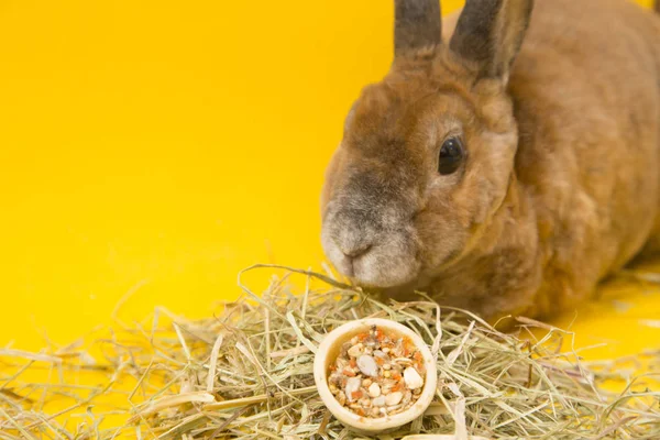 Lindo conejo marrón —  Fotos de Stock