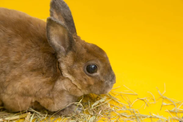 Cute brown rabbit — Zdjęcie stockowe