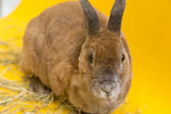 Cute brown rabbit — Zdjęcie stockowe