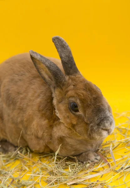 Cute brown rabbit — Zdjęcie stockowe