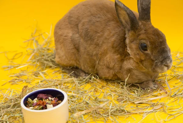 Cute brown rabbit — Zdjęcie stockowe