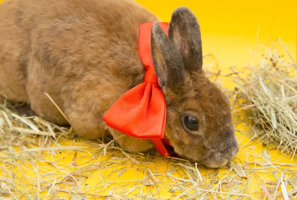 Niedliches braunes Kaninchen — Stockfoto