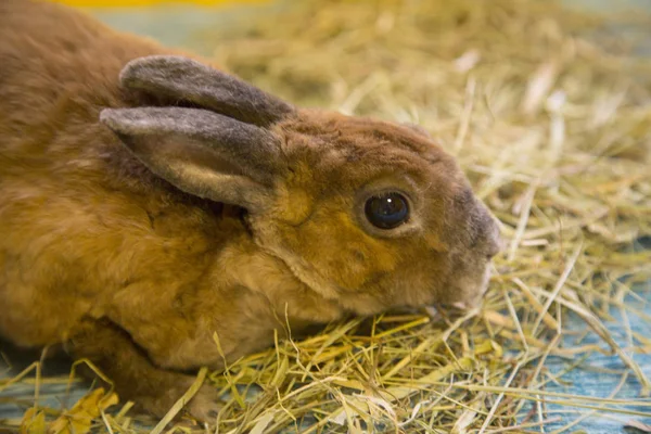 Cute brown rabbit — Zdjęcie stockowe