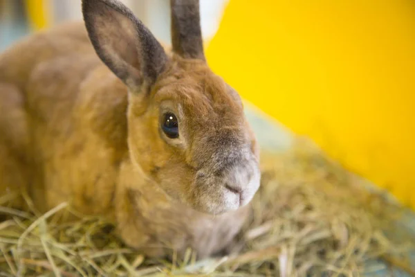 Cute brown rabbit — Zdjęcie stockowe