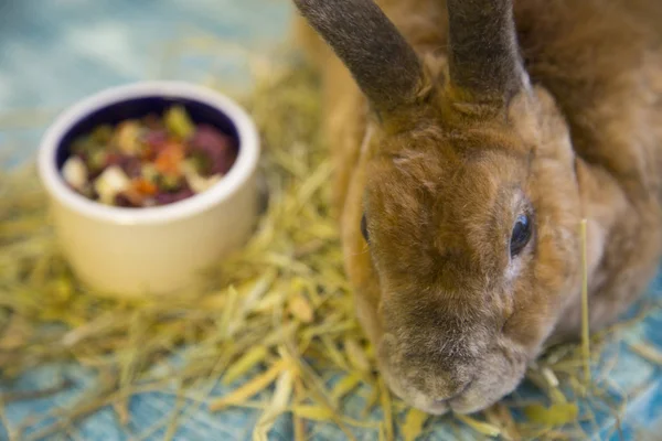 Cute brown rabbit — Zdjęcie stockowe