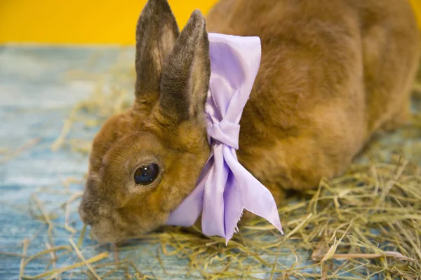 Cute brown rabbit — Zdjęcie stockowe