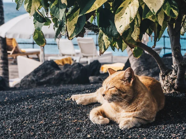 Tembel kedi sahilde uyuklayan