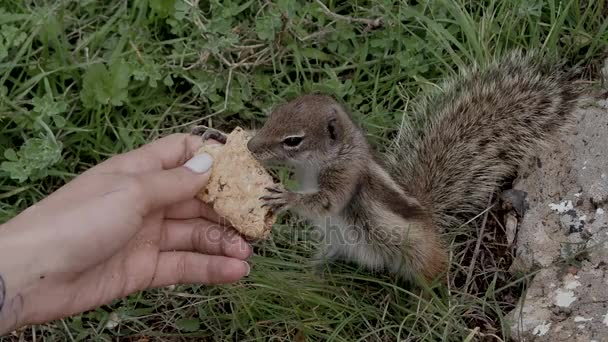 Groupe de tamias mangeant un cookie des mains des femmes. Petit écureuil drôle tenant cookie à l'extérieur dans la forêt. Chipmunks se battant pour la nourriture — Video