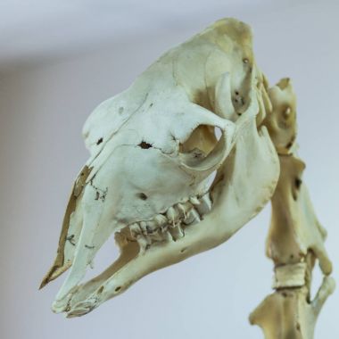 Kafatasının bir deve yakın çekim var. Gerçek Müzesi sergi. Bir bilimsel ya da veteriner Tema için bir kare resim..