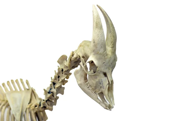 Teschio e vertebre cervicali di una capra. Una vera mostra museale. Quadro isolato per un tema scientifico o veterinario .. — Foto Stock