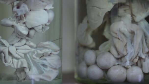 Bottles with animal organs in formaldehyde stand on the shelves of a laboratory or a veterinary museum. — Stock Video