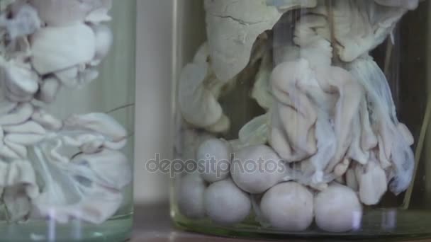 Animal organs in a bottle with formaldehyde on the shelf of a veterinary laboratory or museum, used for education and experiments. The camera moves from right to left. — Stock Video