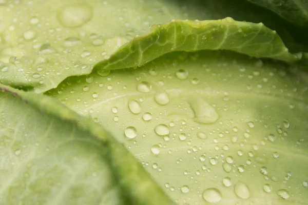 Water druppels op de kool. Achtergrond voor een dag voor veganisten. — Stockfoto