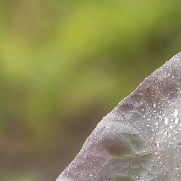 Kwadratowego obrazu z kapusta liść z kropel wody na niewyraźne tło. — Zdjęcie stockowe