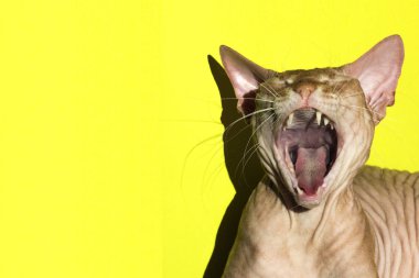 The cat opened its mouth wide. Close-up. The pink Canadian Sphynx sings or screams meow. clipart