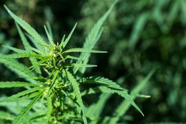 Güneşli bir günde bir yeşil bush esrar üst.