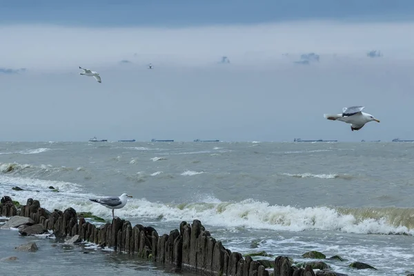 Möwen während eines Sturms über dem Wasser vor dem Hintergrund von Handelsschiffen am Horizont. — Stockfoto