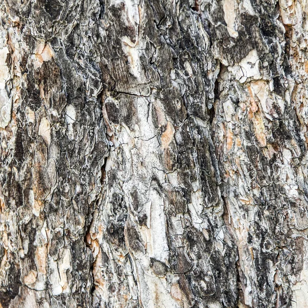 Bakgrund av barken av en vuxen barrträd. — Stockfoto