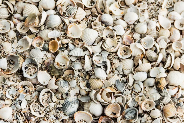 A textura da costa do mar é coberta com conchas . — Fotografia de Stock