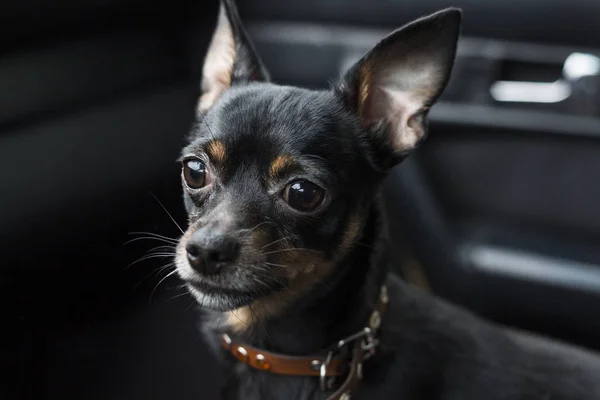 A dog's sad look. Dwarf pinscher in a collar inside a car on a dark background.