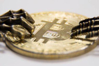 Canavarlar iki pençesi bitcoin iki taraftan tut. Makro fotoğrafçılık. Kripto para birimi ile korsan kavramı.